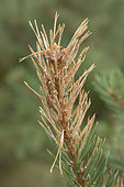 Damage of pine beetle (Acantholyda spp) on Scots pine (Pinus sylvestris)