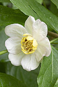 Chinese sweetshrub (Calycanthus chinensis), flower