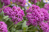Silene (Silene compacta), flowers