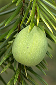 California nutmeg (Torreya californica), fruit