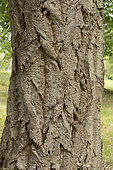 Chinese cork oak (Quercus variabilis), bark