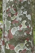Bunge's pine (Pinus bungeana), bark