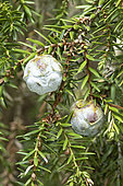 Syrian juniper (Juniperus drupacea), cones