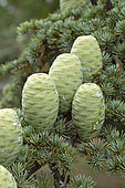Cyprus cedar (Cedrus brevifolia), cones