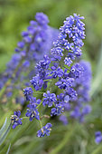 Armenian grape hyacinth, Muscari armeniacum 'Blue Spike', flowers