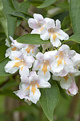 Rosy dipelta (Dipelta floribunda), flowers