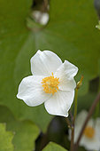 Snow poppy (Eomecon chionantha), flower