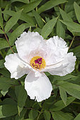 Osti's peony (Paeonia ostii), flower