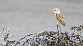 Barn owl (Tyto alba) Bird perched on a blackberrie bush, England, Winter