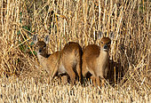 Chinese water deer (Hydropotes inermis) standing in stubble, England