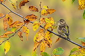 Greenfinch (Chloris chloris) perched amongst autumn coloured leaves, England