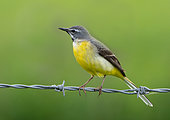 Grey wagtail (Motacilla cinerea) perched on a barbed wire, England