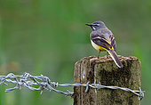 Grey wagtail (Motacilla cinerea) perched on a fence post, England