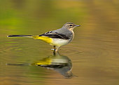 Grey wagtail (Motacilla cinerea) standing in water, England