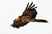 Lammergeier (Gypaetus barbatus) Immature bird in flight