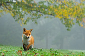 Red fox (Vulpes vulpes) walking in a meadow, England