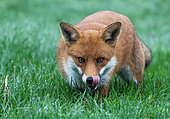 Red fox (Vulpes vulpes) licking his nose, England