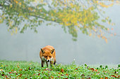 Red fox (Vulpes vulpes) walking in a meadow, England