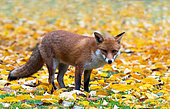 Red fox (Vulpes vulpes) standing amongst fallen leaves