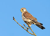 Kestrel (Falco tinnunculus) perched on a branch, England