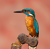 Kingfisher (Alcedo atthis) perched on an old chain, England