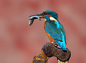 Kingfisher (Alcedo atthis) perched on an old chain with a fish in his bill
