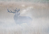 Red deer (Cervus elaphus) stag bellowing in the mist, England