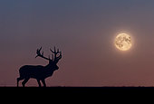 Cerf élaphe (Cervus elaphus) silhouette sous la pleine lune, Angleterre