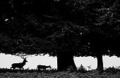 Red deer (Cervus elaphus) silhouette, England