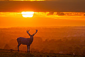 Cerf élaphe (Cervus elaphus) silhouette au coucher du soleil, Angleterre