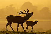 Red deer (Cervus elaphus) stag bellowing at sunset, England