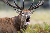 Red deer (Cervus elaphus) walking amongst bracken and bellowing, England