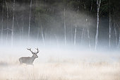 Red deer (Cervus elaphus) stag standing in the mist, England