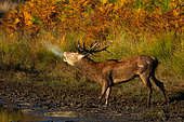 Red deer (Cervus elaphus) stag bellowing, England