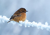 European Stonechat (Saxicola rubicola) perched on a frost covered barbed wire, England