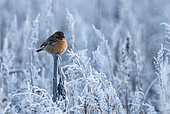 European Stonechat (Saxicola rubicola) perched amongst hoar frost, England