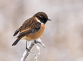 European Stonechat (Saxicola rubicola) perched on a dead sunflower
