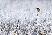 European Stonechat (Saxicola rubicola) perched on a hoar frost vovered twig
