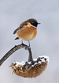 European Stonechat (Saxicola rubicola) perched on a hoar frost covered sunflower