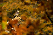 Chevêche d'Athéna (Athene noctua) sur une souche dans les couleurs d'automne, Angleterre