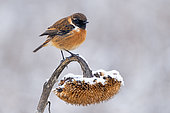 European Stonechat (Saxicola rubicola) perched on a frost covered sunflower