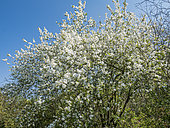 Common pearlbrush, Exochorda racemosa, in bloom