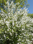 Common pearlbrush, Exochorda racemosa, in bloom