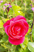 Hybrid Tea Rose, Rosa 'Crêpe de Chine' Breeder : Delbard (FRA), flower