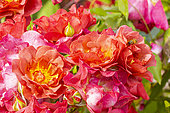 Rose floribunda, Rosa 'Cinco de Mayo' Breeder: Carruth (USA) 2006, flowers