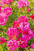 Rose polyantha, Rosa 'Knirps' Breeder : Kordes (GER) 2004, flowers