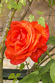 Hybrid Tea Rose, Rosa 'Super Star' Breeder : Tantau 1960, flower