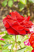 Hybrid modern rose, Rosa 'Ingrid Bergman' Breeder : Poulsen (DAN) 1984, flower