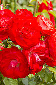 Rose floribunda, Rosa 'Planten un Blomen' Breeder: Kordes (GER) 2008, flowers