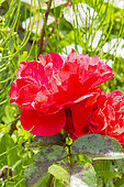 Hybrid Tea Rose, Rosa 'Arlequin' Breeder : Meilland (FRA) 2004, flowers